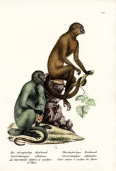 Capuchin